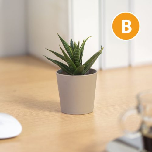 Műnövény dekoráció - cserepes - 6 x 9 cm - 6 féle