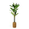 Műnövény dekoráció - Dracaena Fragrans - 1,1-1,2 m